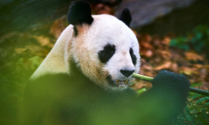 Le panda mâle Yuan Zi au zoo de Beauval, à Saint-Aignan-sur-Cher (Loir-et-Cher) le 23 novembre 2025 ( AFP / GUILLAUME SOUVANT )