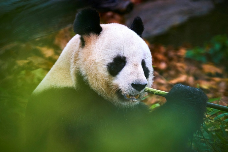 Le panda mâle Yuan Zi au zoo de Beauval, à Saint-Aignan-sur-Cher (Loir-et-Cher) le 23 novembre 2025 ( AFP / GUILLAUME SOUVANT )