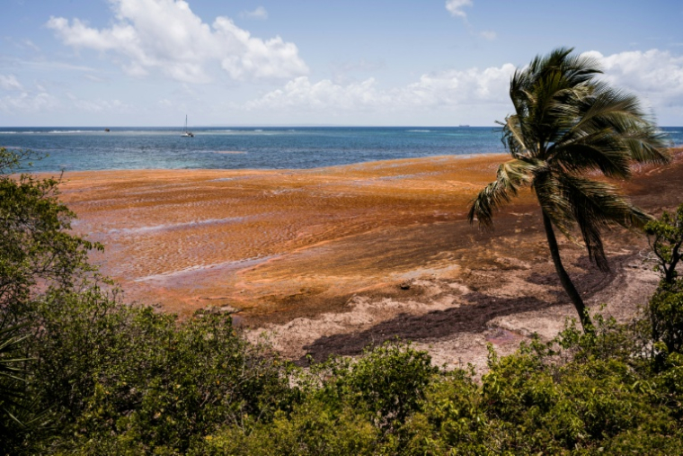 Des sargasses sur une plage du Gosier, en Guadeloupe, le 29 avril 2026 ( AFP / Carla Bernhardt )
