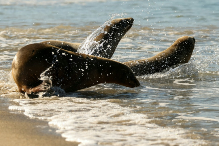 Un trio de jeunes lions de mer relâchés après avoir été soignés, sur la plage de Redondo Beach, près de Los Angeles, le 20 mars 2026  ( AFP / Patrick T. Fallon )