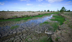 Le lit d'un cours d'eau presque à sec à Machecoul, en Loire-Atlantique, le 3 septembre 2026 ( AFP / Loic VENANCE )