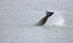 FRANCE: UNE OPÉRATION DE SAUVETAGE PRÉVUE POUR GUIDER L'ORQUE PERDUE DANS LA SEINE VERS LA MER