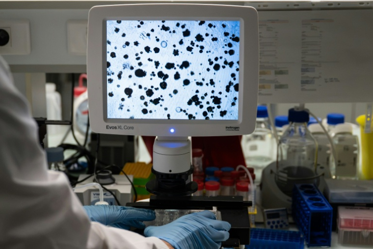 Une chercheuse étudie des organoïdes, de minuscules modèles de tumeurs cultivés à partir de prélèvements de patientes, le 8 octobre 2026 à Nantes ( AFP / Sebastien Salom-Gomis )