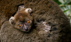 Un jeune grand hapalémurien né en captivité au Parc zoologique de Besançon le 6 mai 2026, s'accroche à sa mère à Besançon, le 10 juin 2026 ( AFP / ARNAUD FINISTRE )