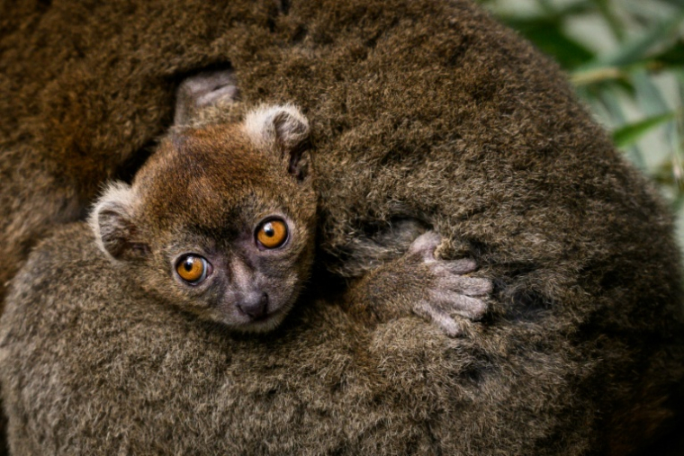 Un jeune grand hapalémurien né en captivité au Parc zoologique de Besançon le 6 mai 2026, s'accroche à sa mère à Besançon, le 10 juin 2026 ( AFP / ARNAUD FINISTRE )