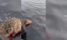 Un jaguar blessé sauvé des eaux au Brésil