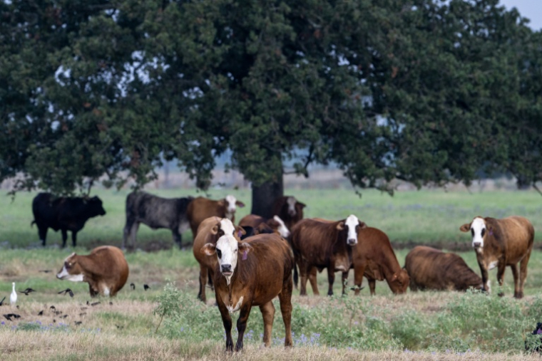 Vaches à Riesel, Texas, le 12 septembre 2026 ( AFP / RONALDO SCHEMIDT )