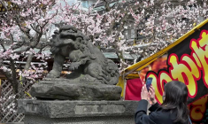 Japon: le spectacle des fleurs de prunier ravit les habitants de Tokyo avant le printemps