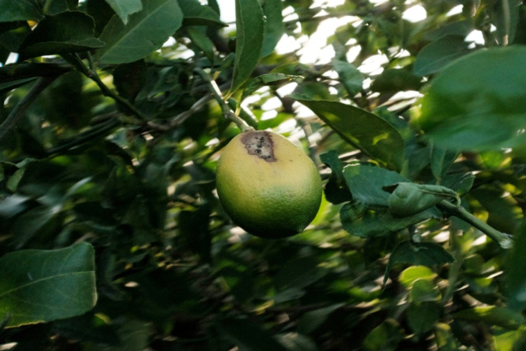 Un citron abimé après des conditions climatiques extrêmes à Adana, en Turquie, le 27 août 2025 ( AFP / Nimet Kirac )