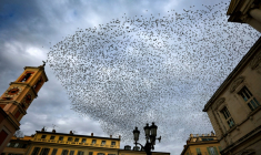 Un nuée d'oiseaux au-dessus de la ville de Nice, le 25 novembre 2024 ( AFP / Valery HACHE )