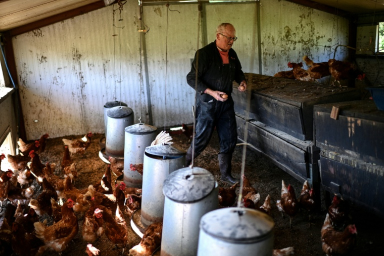 Le vigneron Olivier Reumaux récupère les oeufs de ses poules au Chateau Le Parvis de Dom Tapiau, à Camblanes-et-Meynac, le 7 mai 2026 ( AFP / Christophe ARCHAMBAULT )