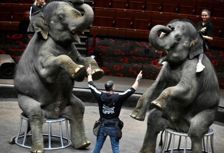 Le dresseur français Ivan Deforge lors d'une séance de dressage avec des éléphants, au Grand cirque de Moscou, le 1er octobre 2026 ( AFP / Alexander NEMENOV )