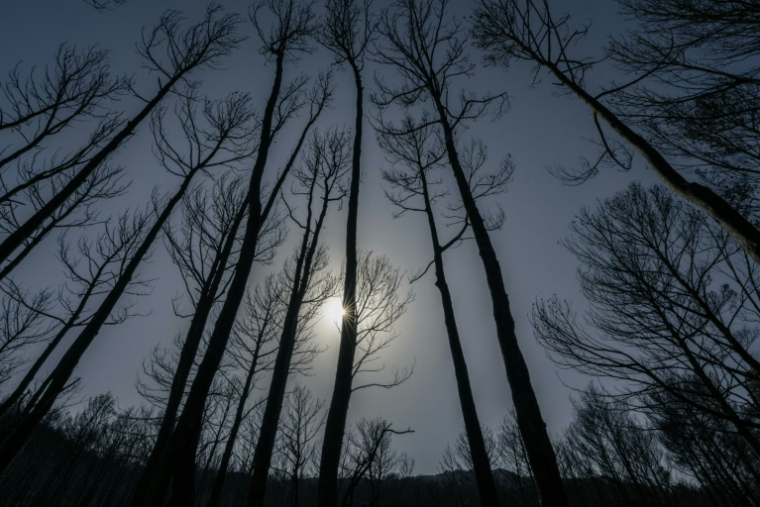 Des arbres calcinés après le passage de l'incendie dans l'Aude, à Thézan-des-Corbières, le 9 août 2025 ( AFP / Idriss Bigou-Gilles )