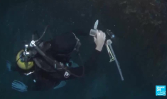 Après une canicule marine, la Méditerranée face à une mortalité de masse