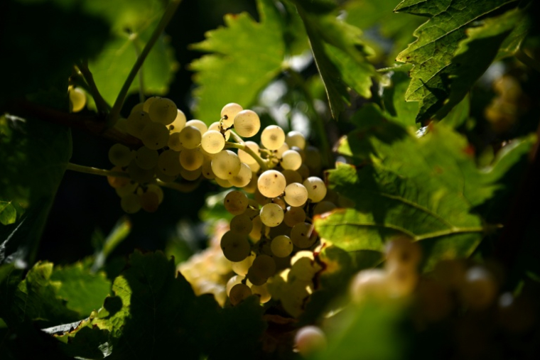 Une grappe de raisin le 19 septembre 2025 dans le vignoble de Château Montifaud à Echebrune (Charente-Maritime) ( AFP / Christophe ARCHAMBAULT )