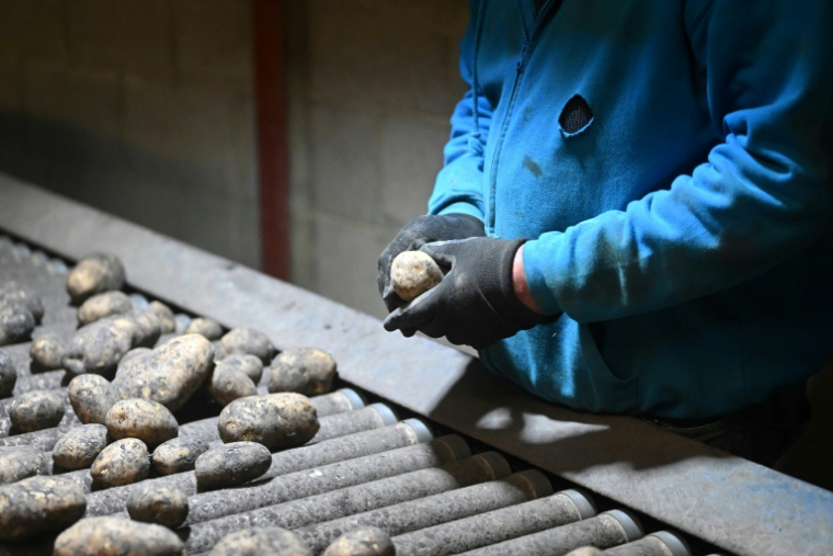 L'agriculteur britannique Clive Abblitt trie les pommes de terre dans sa ferme du Cambridgeshire, dans l'est de l'Angleterre, le 15 mai 2025 ( AFP / Justin TALLIS )