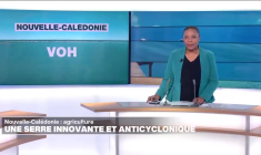 À La Réunion, six décès liés au chikungunya depuis le début de l'épidémie au mois de janvier