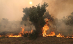 Des flammes brûlent un arbre alors qu'un feu de forêt fait rage à Alexandroupolis, dans la région d'Evros, en Grèce