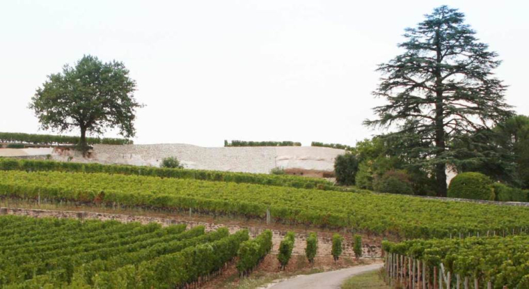 Les meilleurs crus peuvent valoir 2 millions d'euros l'hectare. (© M. Cole / Flickr)