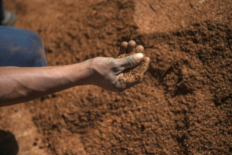 Un ouvrier agricole trie des feuilles de thé rooibos avant leur conditionnement, le 27 février 2017 dans le district de Clanwilliam, en Afrique du Sud ( AFP / MUJAHID SAFODIEN )