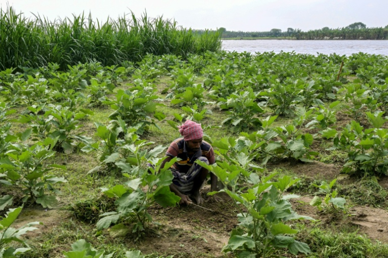 Un agriculteur dans son champ le long du fleuve Padma dans le village de Nimtola, le 8 octobre 2025 au Bangladesh ( AFP / Munir UZ ZAMAN )