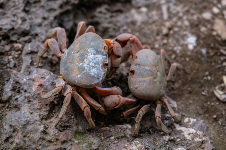 Des crabes sur l'île de Malpelo (Colombie), le 8 september 2024 ( AFP / Luis ACOSTA )