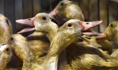 ( AFP / GAIZKA IROZ )