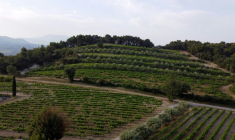 Des arbres autour des vignes à Vinsobres, dans la Drôme, le 18 juillet 2023 ( AFP / Hassan AYADI )