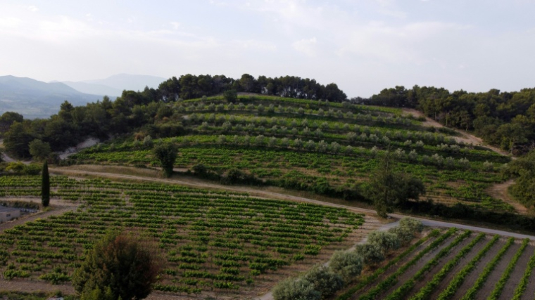 Des arbres autour des vignes à Vinsobres, dans la Drôme, le 18 juillet 2023 ( AFP / Hassan AYADI )