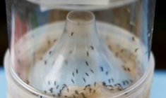 Un piège à moustiques pour lutter contre la pandémie de chikungunya à Saint-Benoît, sur l'île de La Réunion, le 22 avril 2025 ( AFP / Ludovic MARIN )
