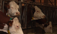 Dermatose en Savoie: près de 300 personnes mobilisées pour empêcher l'abattage d'un troupeau