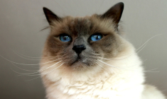 Choupette le chat birman du couturier Karl Lagerfeld peut-elle hériter de son célèbre maître ? ( Crédits: Antranias Pixabay)