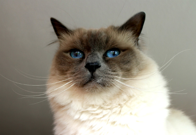 Choupette le chat birman du couturier Karl Lagerfeld peut-elle hériter de son célèbre maître ? ( Crédits: Antranias Pixabay)