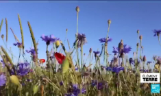 Ces fleurs françaises révolutionnent le secteur mondial