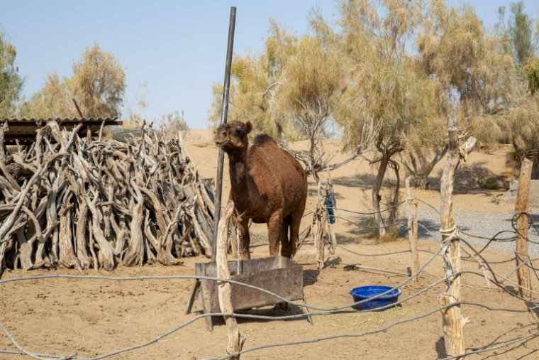 Village de Bokourdak au Turkménistan, le 11 octobre 2025 ( AFP / Nikolay Vavilov )