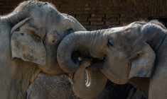 Deux éléphants au zoo de Berlin, le 16 avril 2025 ( AFP / John MACDOUGALL )