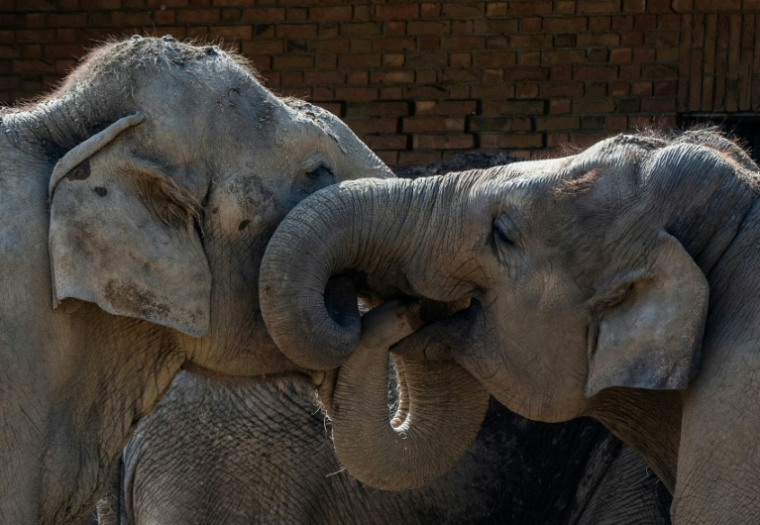 Deux éléphants au zoo de Berlin, le 16 avril 2025 ( AFP / John MACDOUGALL )