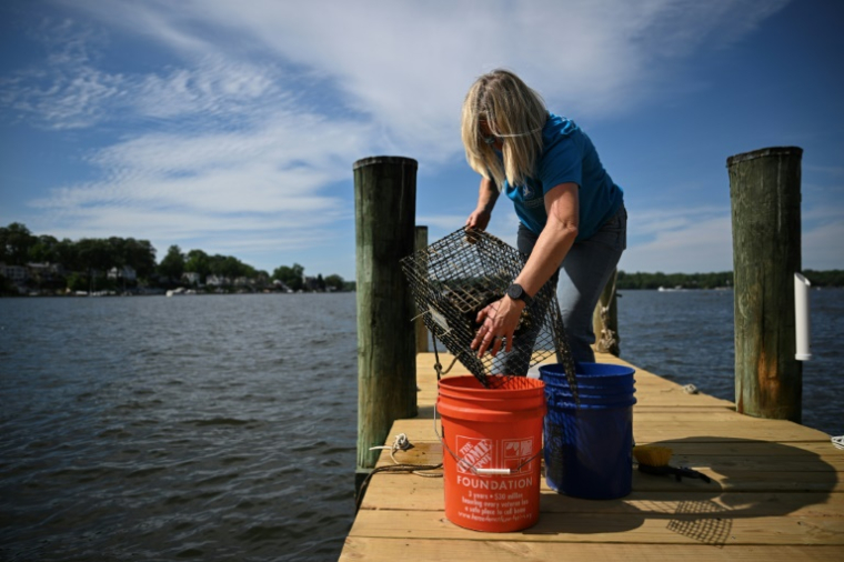 Kimberly Price, sur le ponton de sa maison où elle cultive des huîtres, à Crownsville, dans la baie de Chesapeake, le 20 mai 2025 dans le Maryland ( AFP / Drew ANGERER )