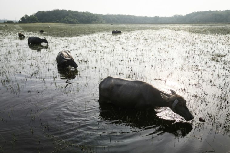 Des buffles d'eau broutent des plantes aquatiques dans le marais tourbeux aisonnièrement sec de Bangsal, dans le sud de Sumatra, le 11 juin 2025 en Indonésie ( AFP / STR )