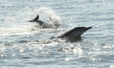 Des dauphins au large de La Turballe en Loire-Atlantique, le 28 septembre 2018  ( AFP / SEBASTIEN SALOM GOMIS )