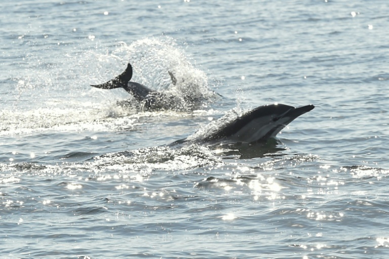 Des dauphins au large de La Turballe en Loire-Atlantique, le 28 septembre 2018  ( AFP / SEBASTIEN SALOM GOMIS )