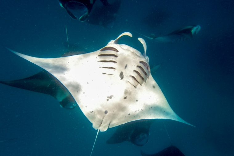 Des sessions sur les océans se tiendront avec l'objectif de lancer une alliance des aires marines protégées ( AFP / Mladen ANTONOV )