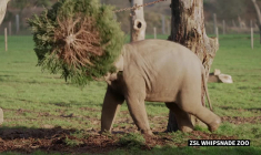Pour Noël, un zoo du Royaume-Uni offre des cadeaux aux animaux