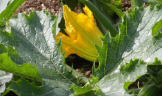 Vers une offre publique d’achat de la coopérative agricole Limagrainsur sa filiale Vilmorin & Cie (© DR)