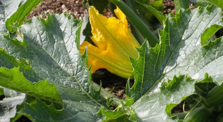 Vers une offre publique d’achat de la coopérative agricole Limagrainsur sa filiale Vilmorin & Cie (© DR)