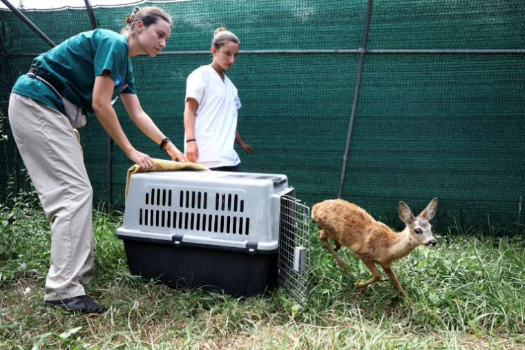 Un faon est relâché dans un enclos pour reprendre des forces après avoir été blessé lors d'un incendie ayant touché la Gironde, au centre de soins pour la faune sauvage de la LPO (Ligue pour la protection des oiseaux) Aquitaine à Audenge, le 6 août 2026 ( AFP / ROMAIN PERROCHEAU )