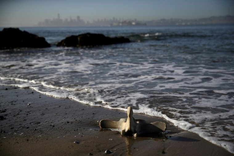 Une vertèbre de baleine échouée sur une plage californienne à Tiburon (Etats-Unis), le 23 avril 2019 ( GETTY IMAGES NORTH AMERICA / JUSTIN SULLIVAN )