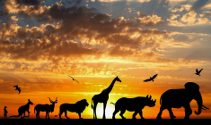 Passez une nuit inoubliable au cœur d’un parc zoologique. ( crédit photo : Shutterstock )
