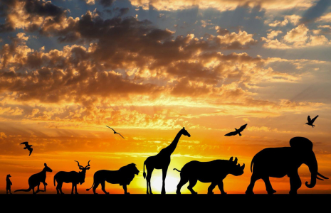 Passez une nuit inoubliable au cœur d’un parc zoologique. ( crédit photo : Shutterstock )