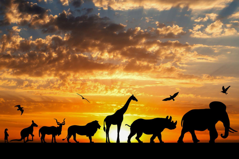 Passez une nuit inoubliable au cœur d’un parc zoologique. ( crédit photo : Shutterstock )